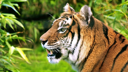 Tiger - roar, jungle, animal, Tiger