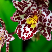 Orchids