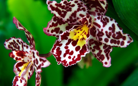 Orchids - beauty, exotiq, orchid, leaf, white, nature, yellow, red, green, flower