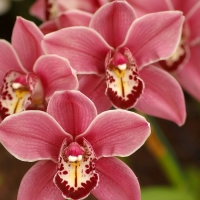 Pink orchids