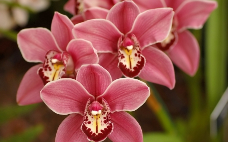 Pink orchids - red, flower, exotiq, pink, beauty, orchid, yellow, green