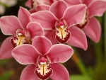 Pink orchids