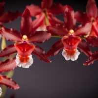 Red orchids