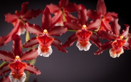 Red orchids - white, red, flower, beauty, orchid, nature