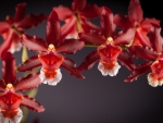 Red orchids