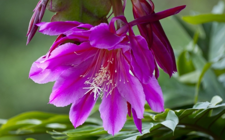 Epifillum - flower, pink, cactus, nature, epifillum, green