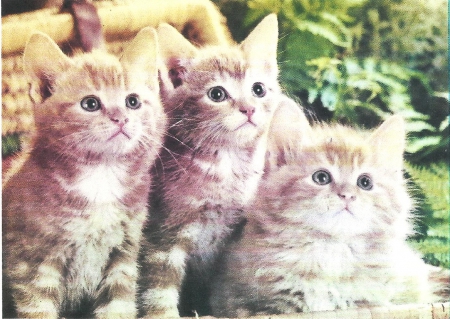 Three kittens in a basket - paws, kiteen, basket, cute