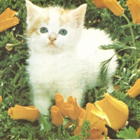 A tabby kitten with some flowers