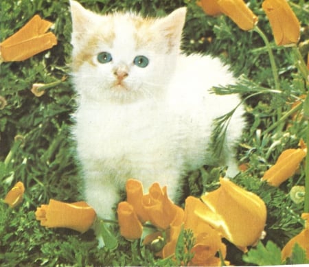 A tabby kitten with some flowers