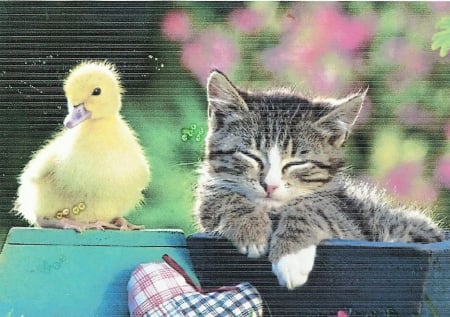 A tabby kitten with a duckling - tabby, paws, duckling, bowl, cute, kitten