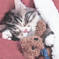 A tabby kitten sleepimg under the blanklet