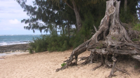 North Shore - north, beach, hawaii, tree, shore, oahu