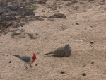 Red Crest and Dove