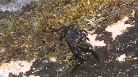 Waikiki Beach Crab - Hawaii, crab, Oahu, waikiki, Beach