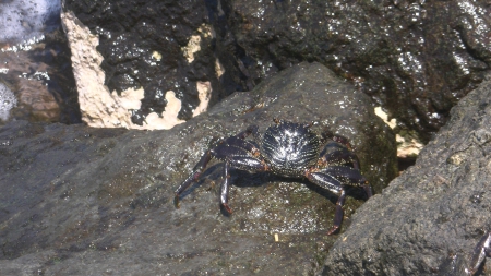 Waikiki Beach Crab - beach, hawaii, waikiki, crab, oahu