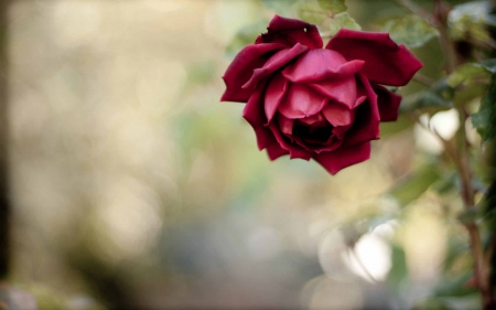 Rose - nature, tree, rose, flower