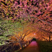 Walkway through the Park