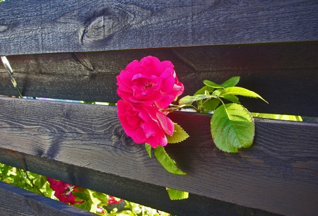 Roses behind the Fence - Fence, Nature, red, Roses