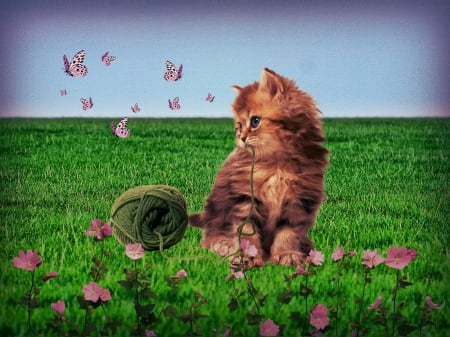 Knitter Resting - flowers, grass, animals, cats