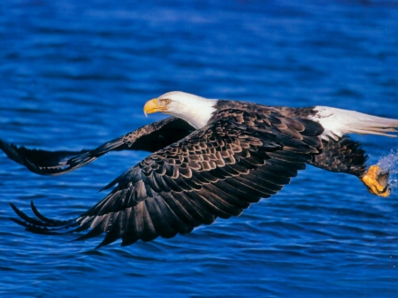 bald eagle - eagle, pride, soaring, bald