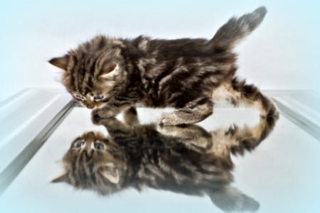 KITTEN ON A MIRROR - reflections, adorable, cats, pets, mirrors, cute, kitten