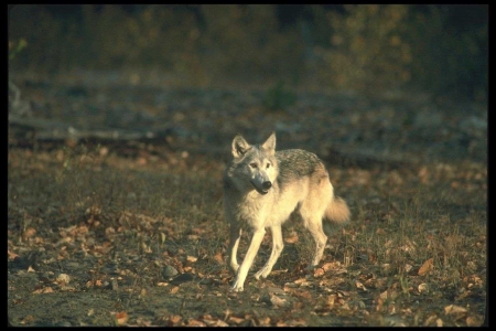 running wolf - wolfrunning, snow, dog, mythical, the pack, wisdom beautiful, grey wolf, timber, canis lupus, abstract, spirit, friendship, howling, grey, white, nature, arctic, wallpaper, majestic, wolf, canine, pack, wild animal black, wolf wallpaper, winter, wolf pack, quotes, howl, wolves, black, lobo, lone wolf, solitude