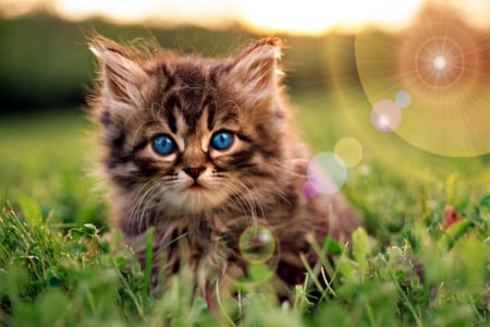 PERSIAN WITH BLUE EYES - pets, sunlight, persian, grasses, kittens, cats, adorable, field, animals, blue eyes