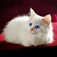 WHITE PERSIAN ON PILLOW