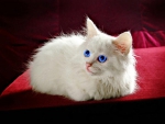 WHITE PERSIAN ON PILLOW