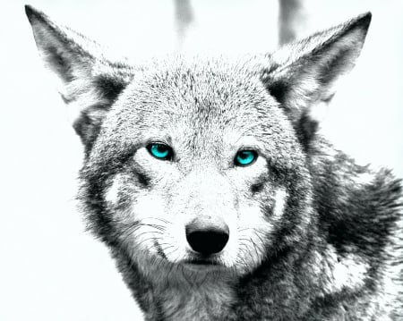 white wolf art