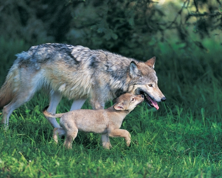 Mother and son - wolfrunning, snow, dog, mythical, the pack, wisdom beautiful, grey wolf, timber, canis lupus, abstract, spirit, friendship, howling, grey, white, nature, arctic, wallpaper, majestic, wolf, canine, pack, wild animal black, wolf wallpaper, winter, wolf pack, quotes, howl, wolves, black, lobo, lone wolf, solitude