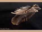 Blackbird feather