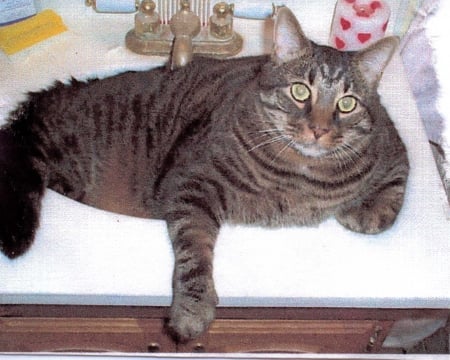 Blue in the sink - tabby cat, fat cats, cats, big cat