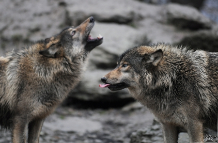 timber wolves - wolfrunning, snow, dog, mythical, the pack, wisdom beautiful, grey wolf, timber, canis lupus, abstract, spirit, friendship, howling, grey, white, nature, arctic, wallpaper, majestic, wolf, canine, pack, wild animal black, wolf wallpaper, winter, wolf pack, quotes, howl, wolves, black, lobo, lone wolf, solitude