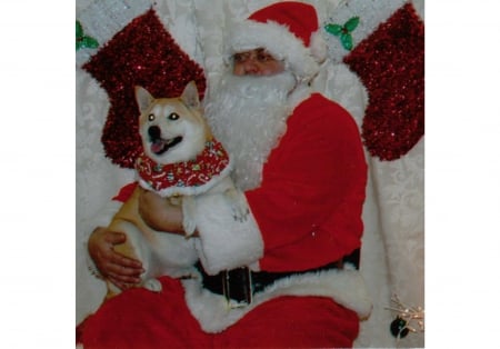 Socko smiles with Santa - dogs, christmas dogs, shiba inus, terrific dogs