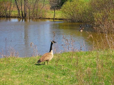 Canadian Birds Series for 2013  Canada Goose #1 Brampton Ontario Canada