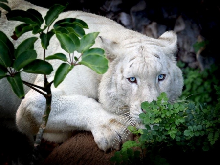 Rare beauty - hunter, white, rare, tiger, cat