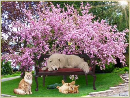 cats and dog - butterfly, flower tre, cats, dog