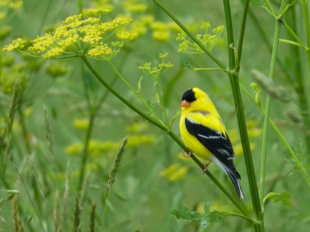 Goldfinch - yellow, black, plants, bird, finch