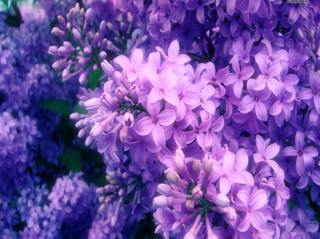 Lilacs up close - flowers, lilacs, light, mauve