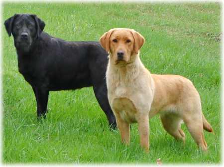 Labs X 2 - pair, dogs, black, golden, hunters, labs