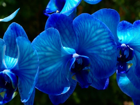 So Blue - black, flowers, petals, blue