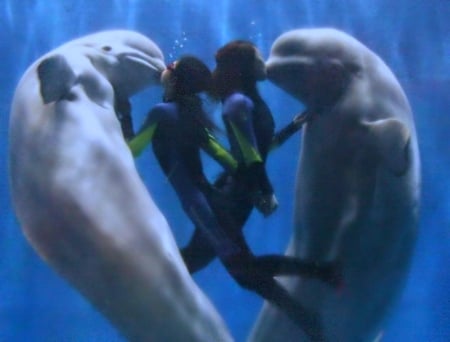 Kisses - dolphins, nature, beauty, aquatic animals