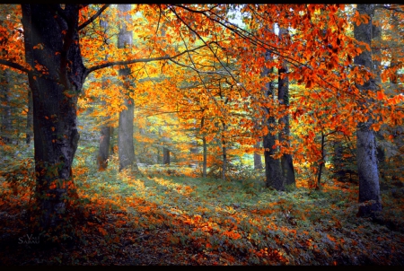 A Piece of Autumn - nature, autumn, forest, trees