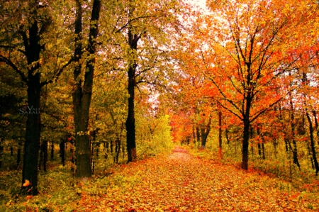 Autumn Forest - nature, autumn, forest, trees