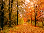 Autumn Forest