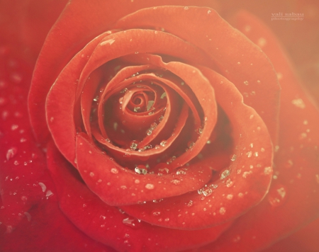 Red Rose - red, flower, nature, rose