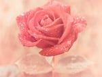 Dew Dropped Rose