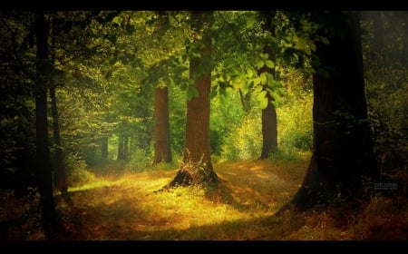 Light in the Forest - nature, forest, trees, light