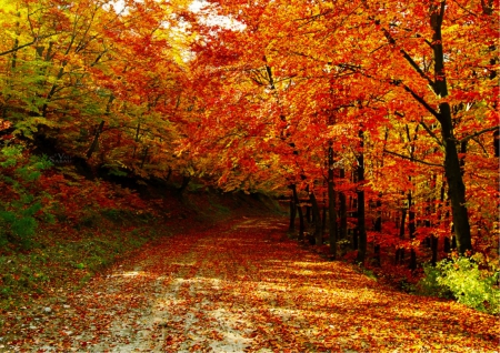 Into the Autumn - leaves, nature, autumn, trees